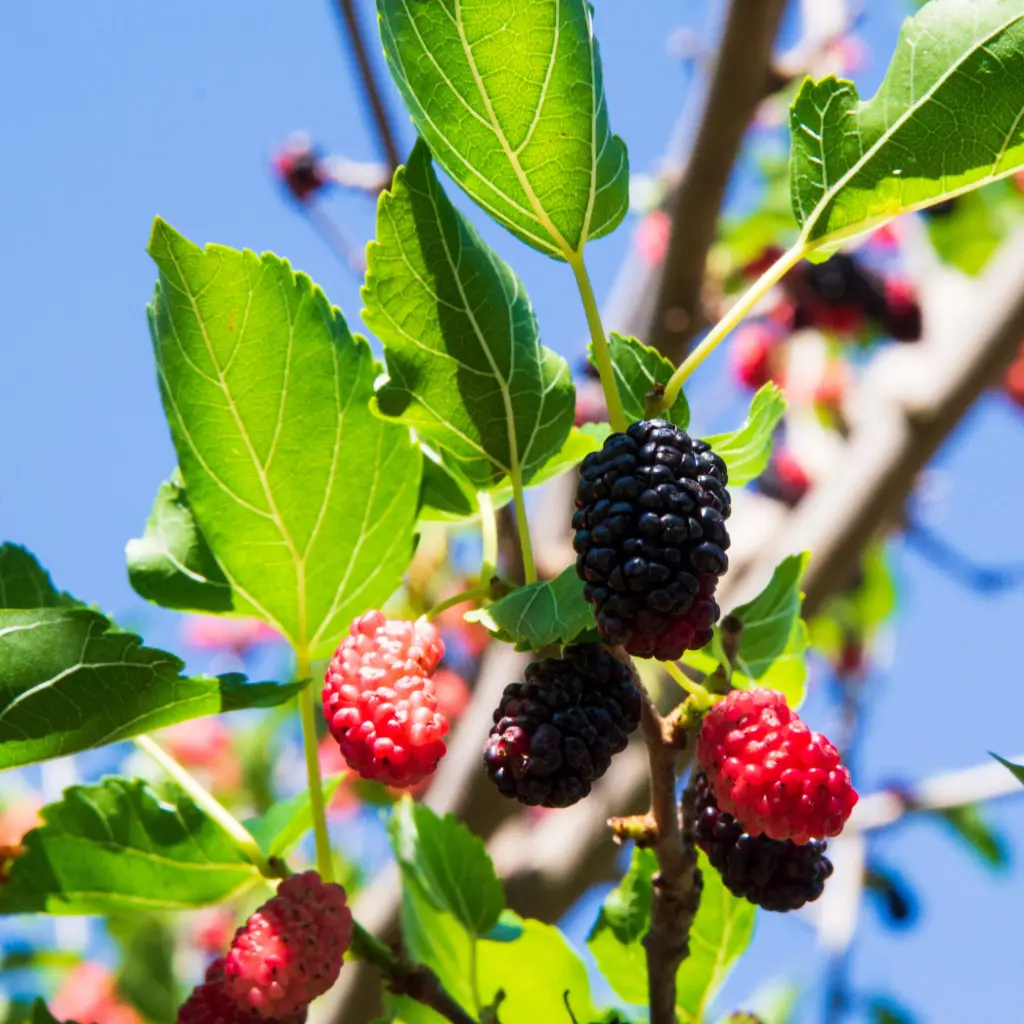 Morbærtræ Illinois Everbearing - Rummelig - BIO