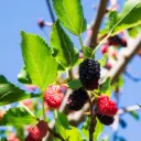 Morbærtræ Illinois Everbearing - Rummelig - BIO