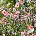 Kinakvæde - Chaenomeles cathayensis - Rummelig - BIO