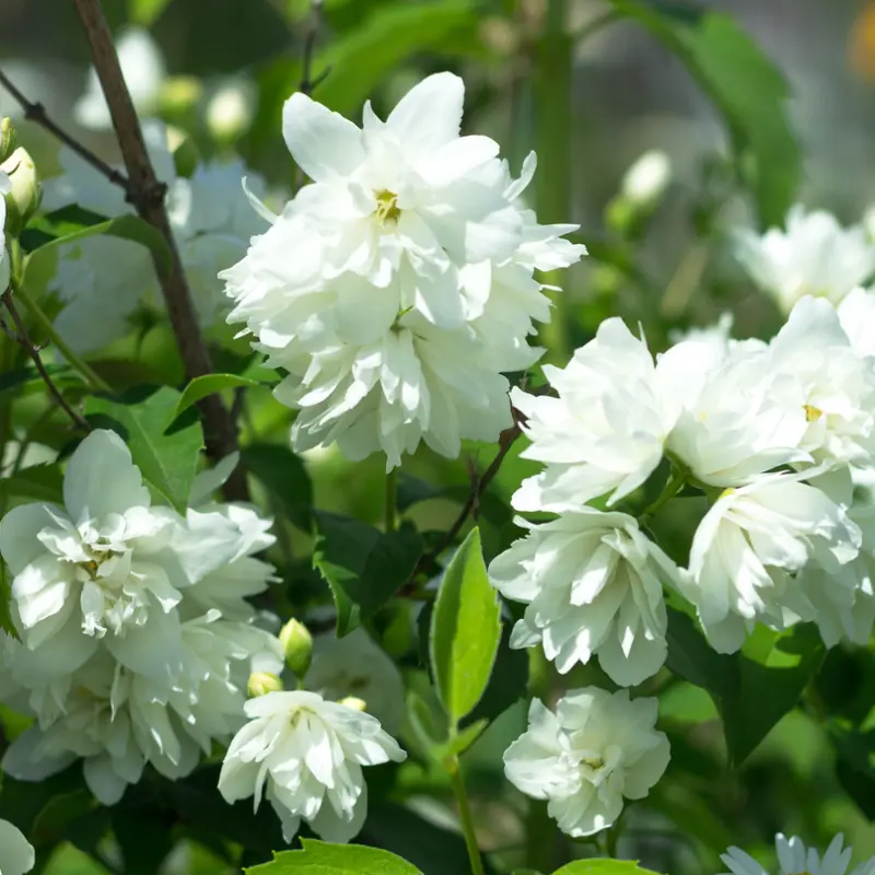 Uægte Jasmin Snowbelle - Philadelphus - Frodig - BIO