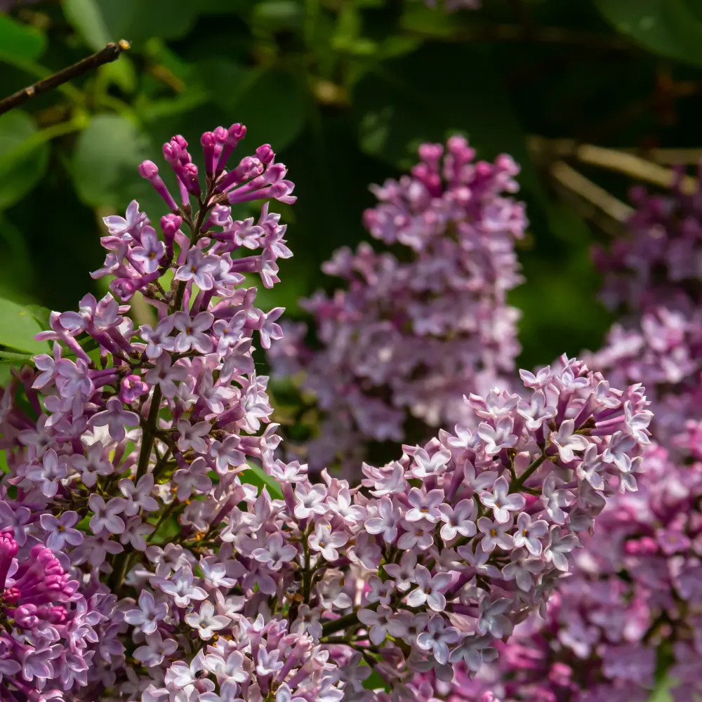 Syren - Syringa Josée - Rummelig - BIO