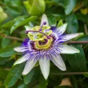 Passionsblomst - Passiflora Caerulea - Rummelig - BIO