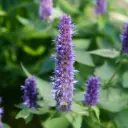 Anisisop - Agastache Black Adder - Compact - BIO
