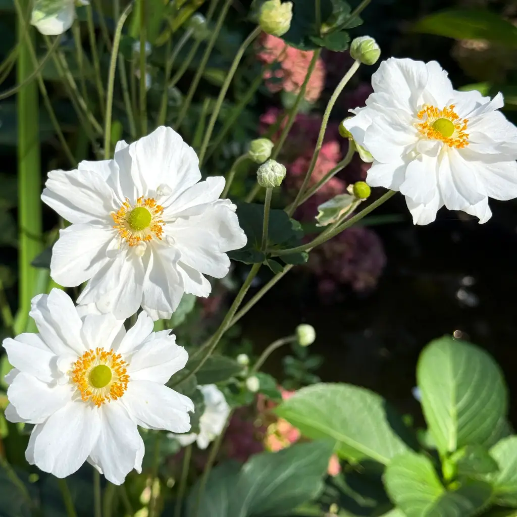 Anemone Whirlwind - Compact - BIO