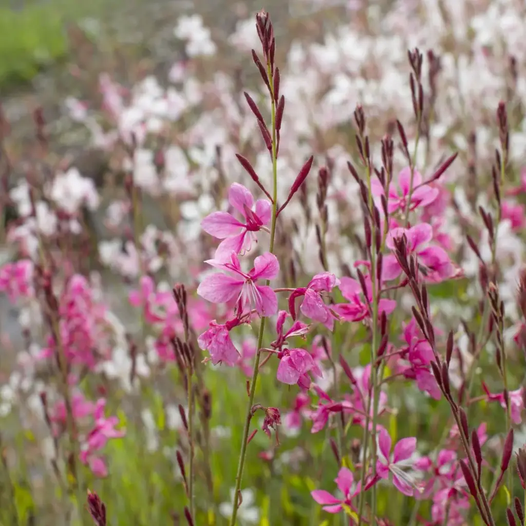 Pragtkærte - Gaura Siskiyou Pink - Compact - BIO