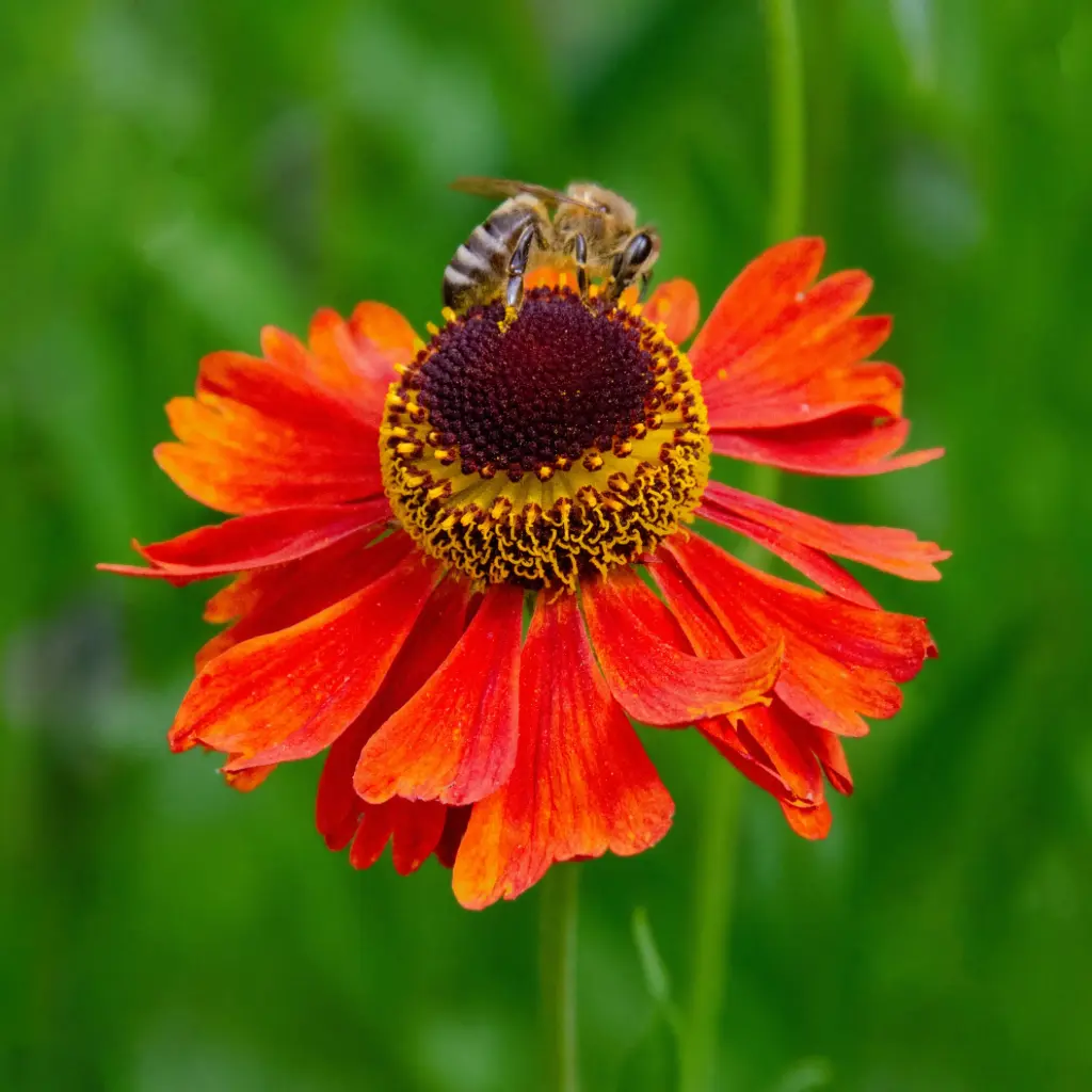 Solbrud - Helenium Moerheim Beauty - Compact - BIO