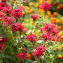Hestemynte - Monarda Mahogany - Compact - BIO