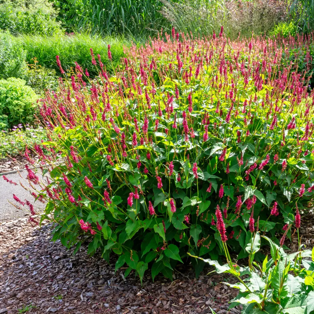 Kertepileurt - Persicaria amplexicaulis - Compact  - BIO