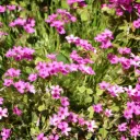 Lyngfloks - Phlox sub. Scarlet Flame - Compact - BIO