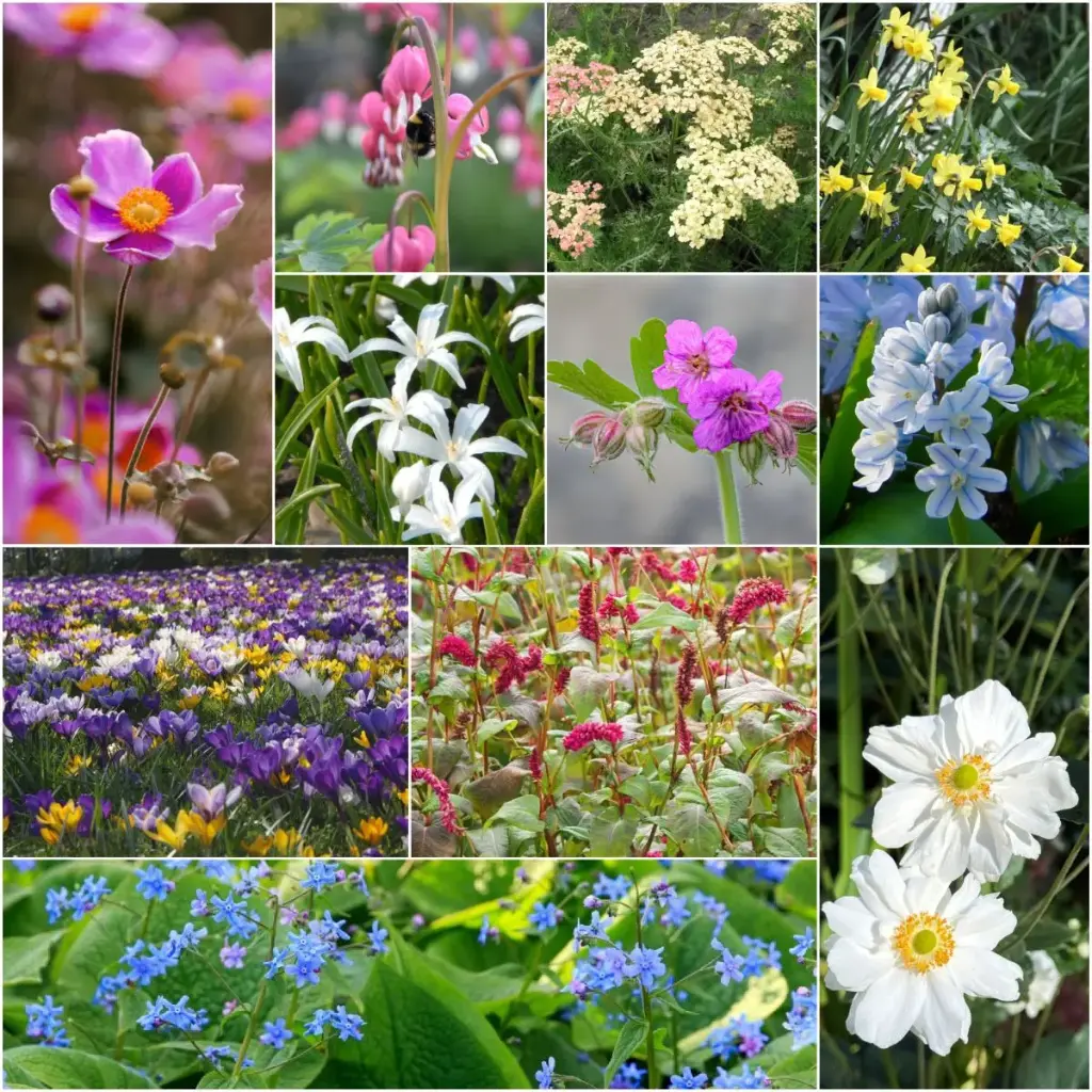 3 Seasons of Flowers – Part Shade – Organic