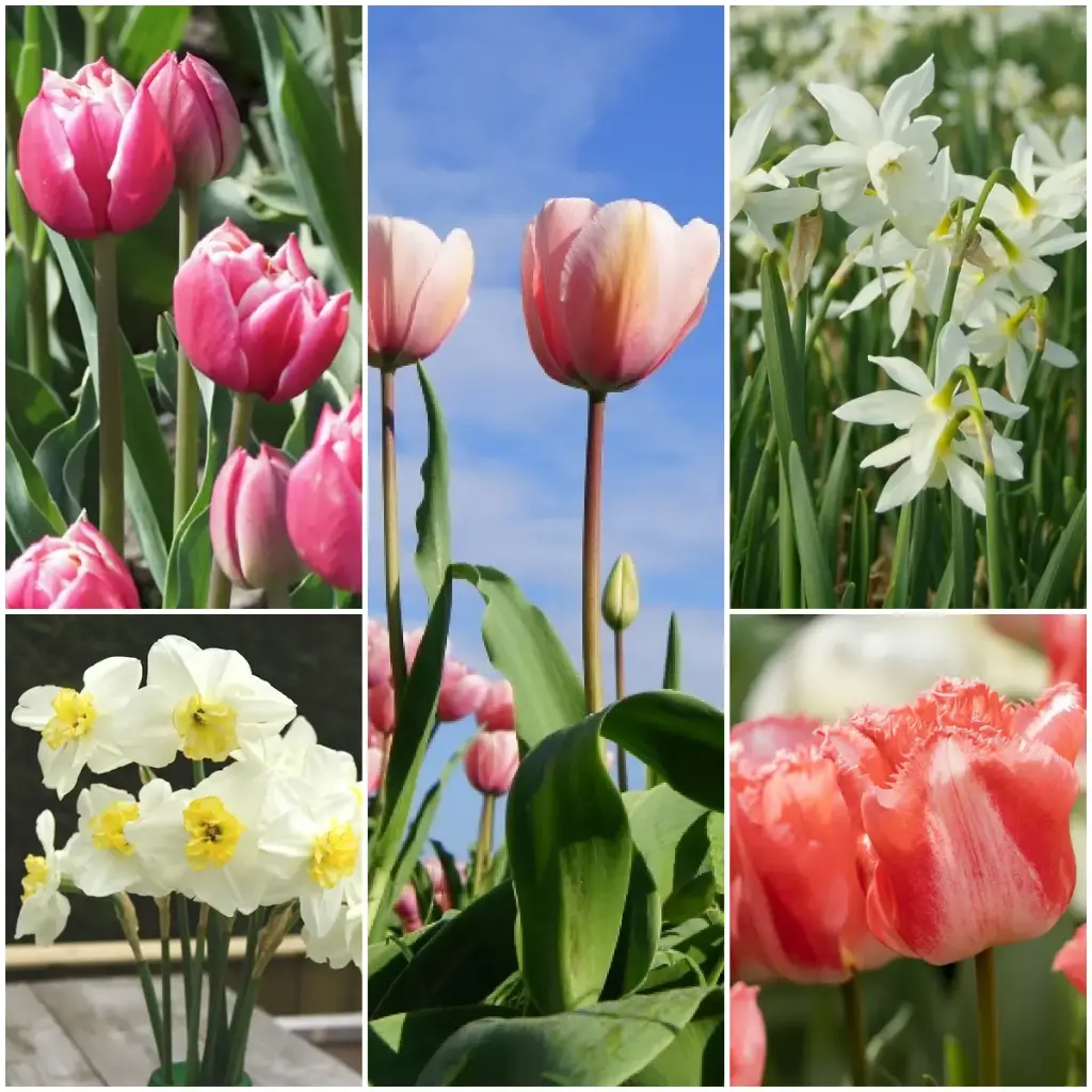 Afskårne blomsterhave V2 - BIO