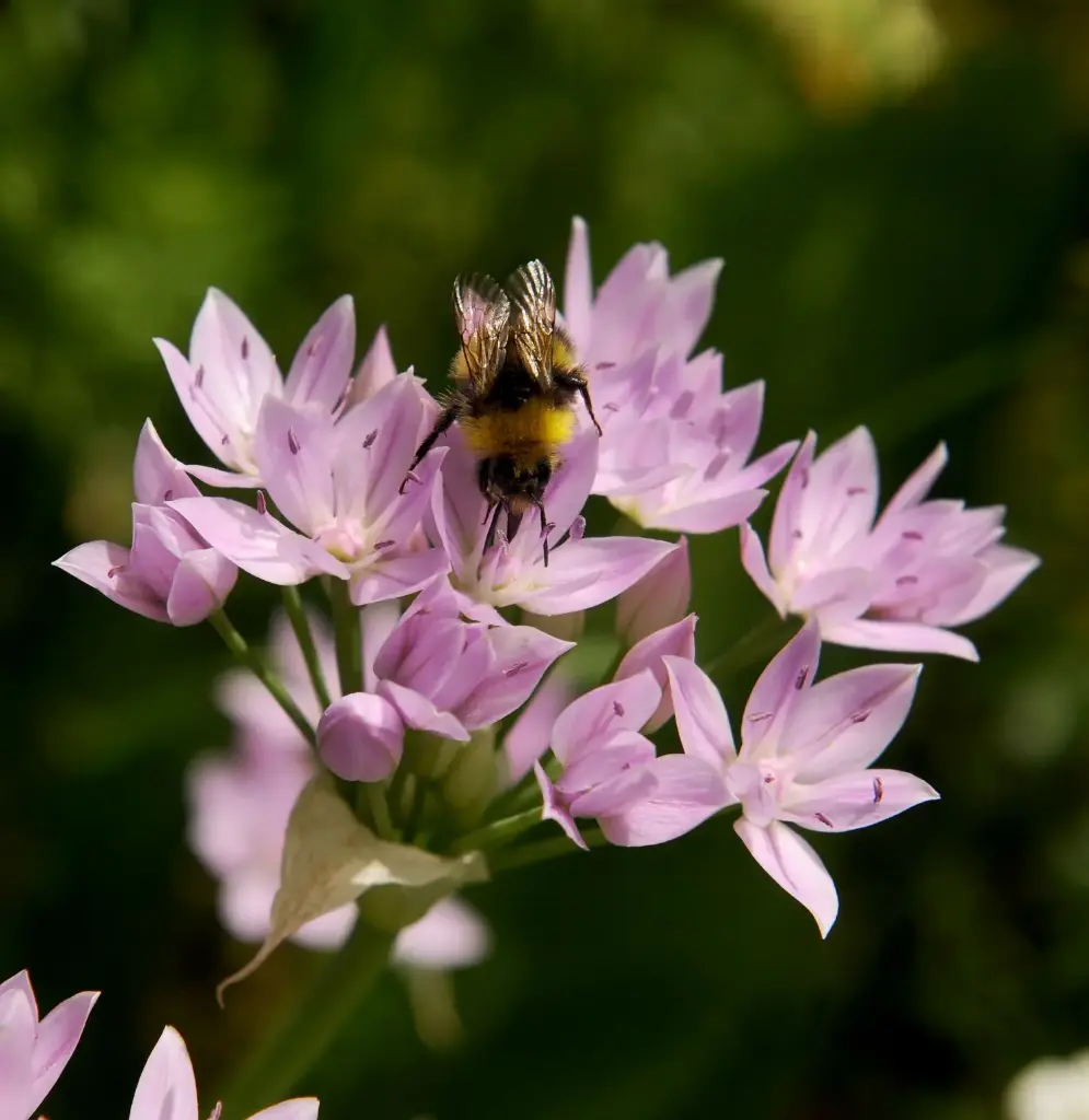 Allium unifolium - Prydløg - BIO