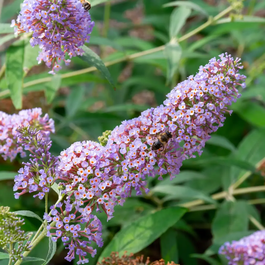 Sommerfuglebusk Pink Delight - Frodig - BIO