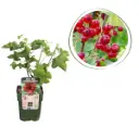 Red Currant Shrub - ORG