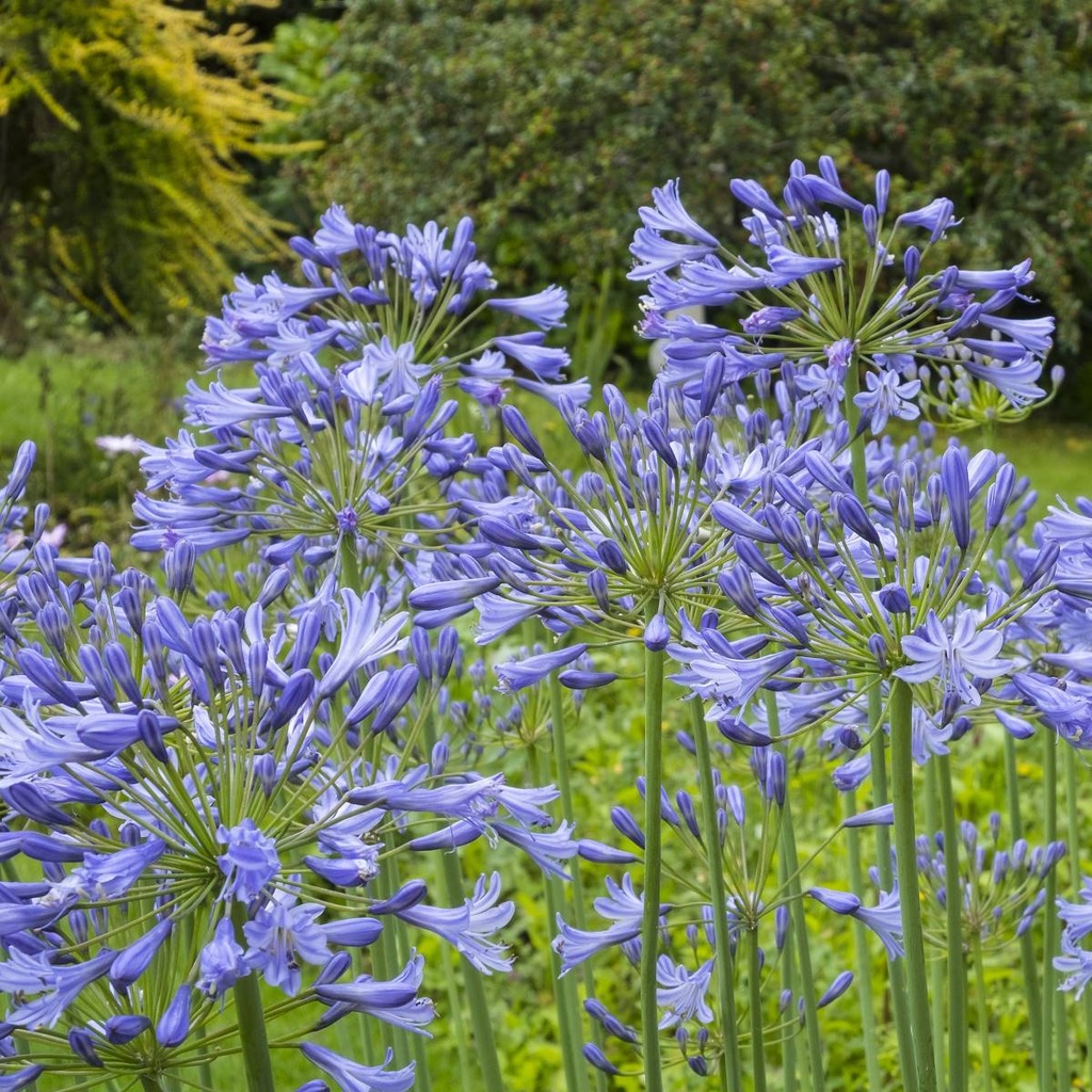 Afrikansk Lilje - Agapanthus Charlotte - BIO
