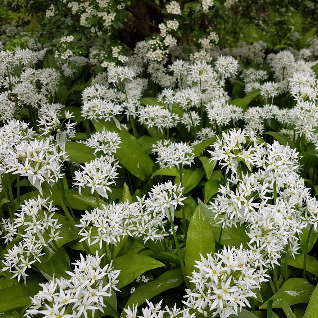 Ramsløg - Allium Ursinum - BIO