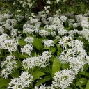 Ramsløg - Allium Ursinum - BIO