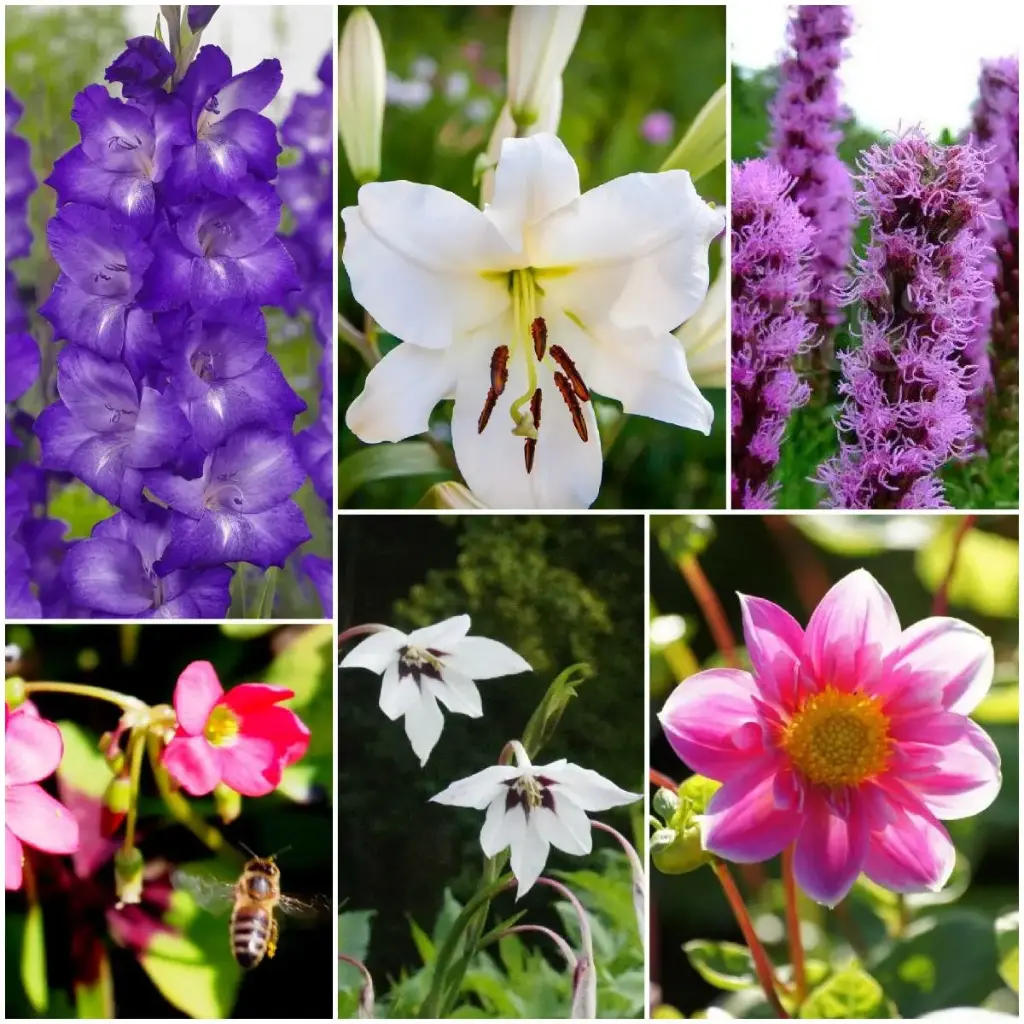 Bi buffet Buzz Buzz - BIO