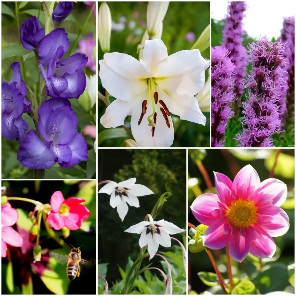 Bi buffet Buzz Buzz - BIO