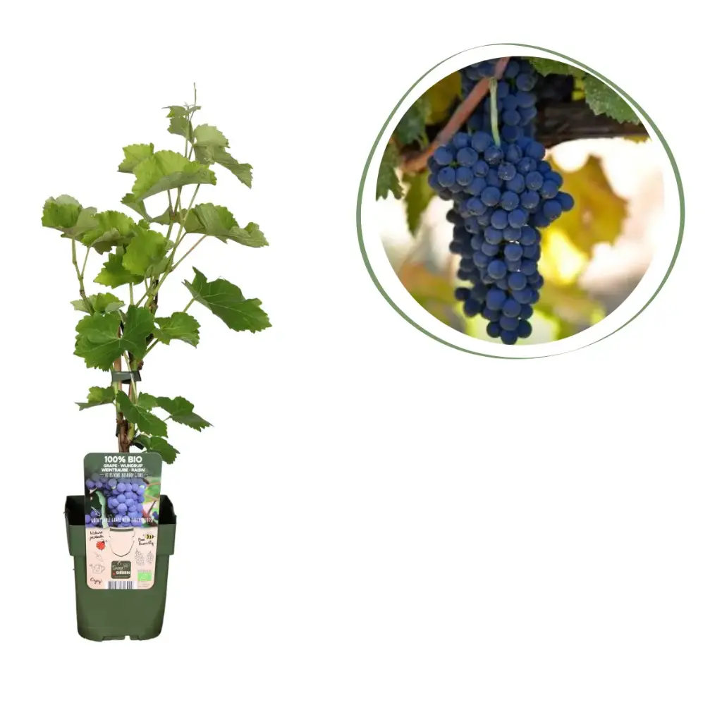 Druer Røde (Almindelig Vin) - BIO