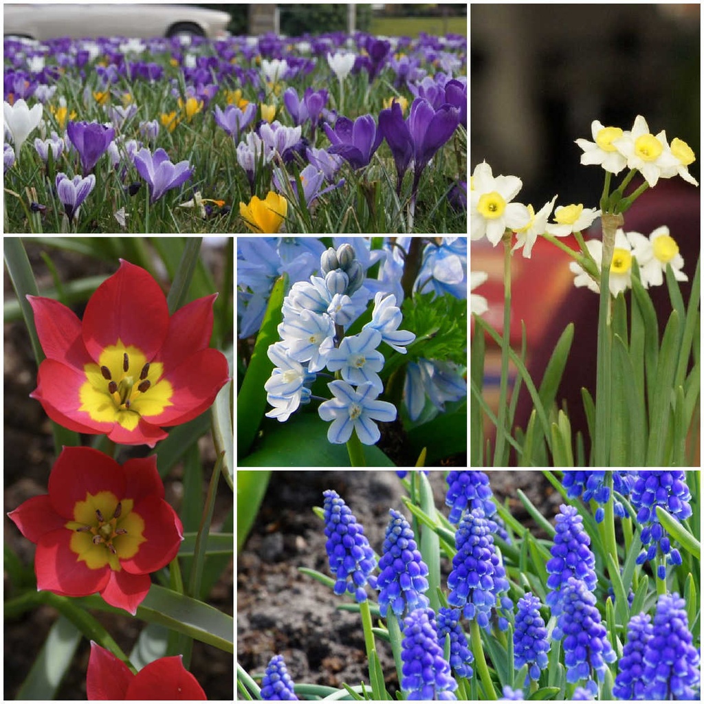 Collection Happy Bee Spring Garden S  - BIO