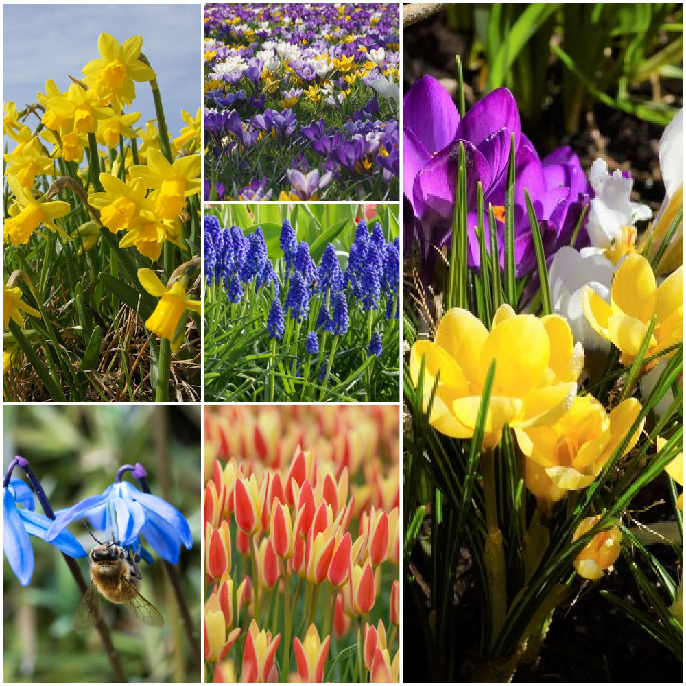 Collection Happy Bee Spring Garden L  - BIO