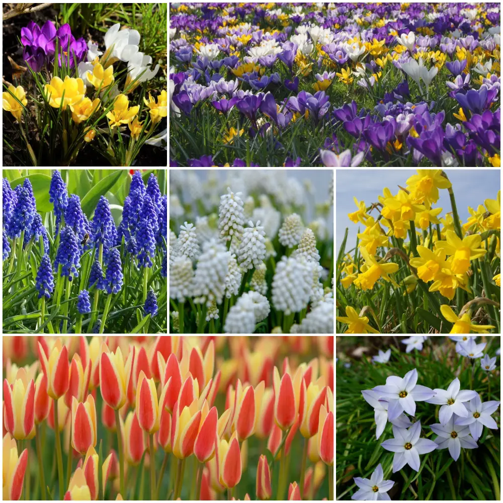 Collection Happy Bee Spring Garden M  - BIO