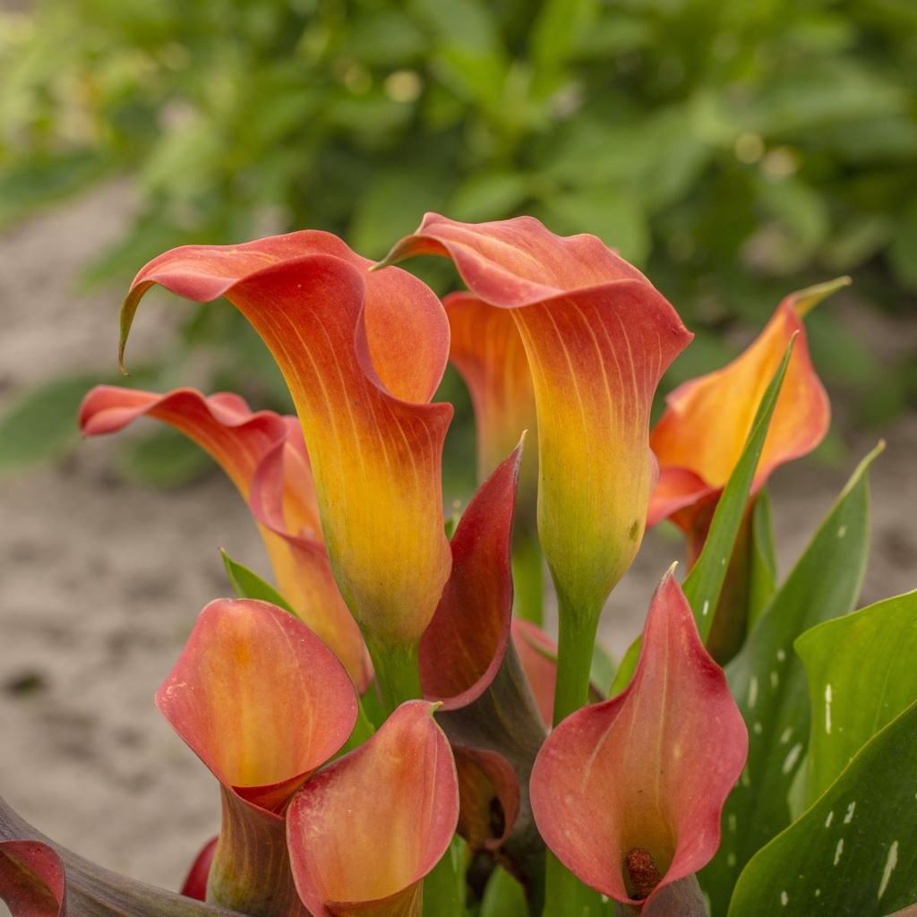 Calla Orange - BIO