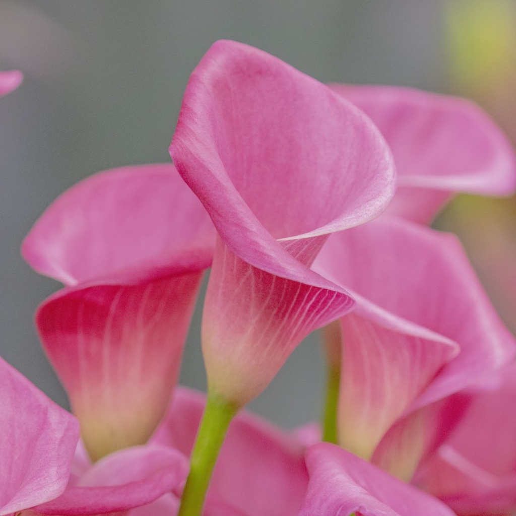 Calla Lyserød - BIO