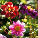Dahlia-bimix Rosa-Rød 4 ST - BIO
