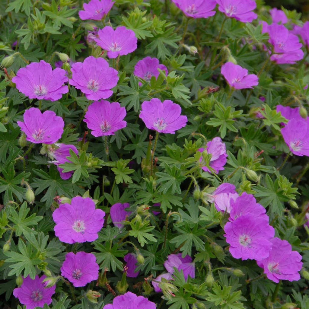 Geranium Sanguineum - Storkenæb - BIO