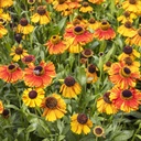 Solbrud - Helenium Sahins Early Flowerer - BIO
