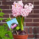 Hyacint Fondant i Krukke - BIO