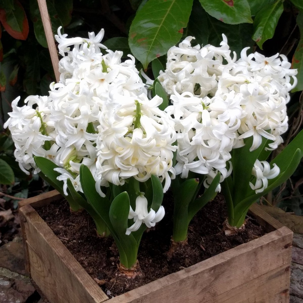 Hyacint White Pearl i Krukke - BIO