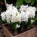 Hyacint White Pearl i Krukke - BIO