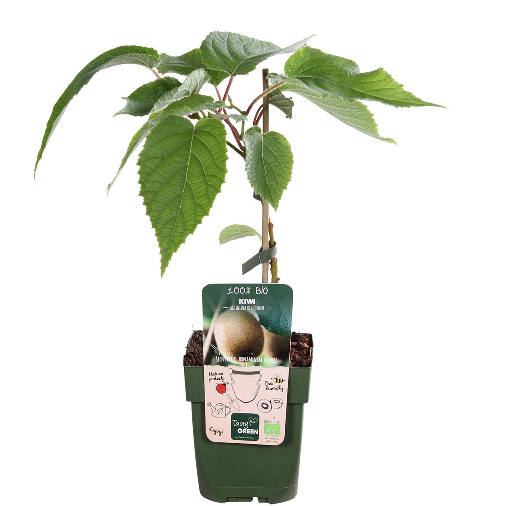 Kiwi Jenny Busk - BIO