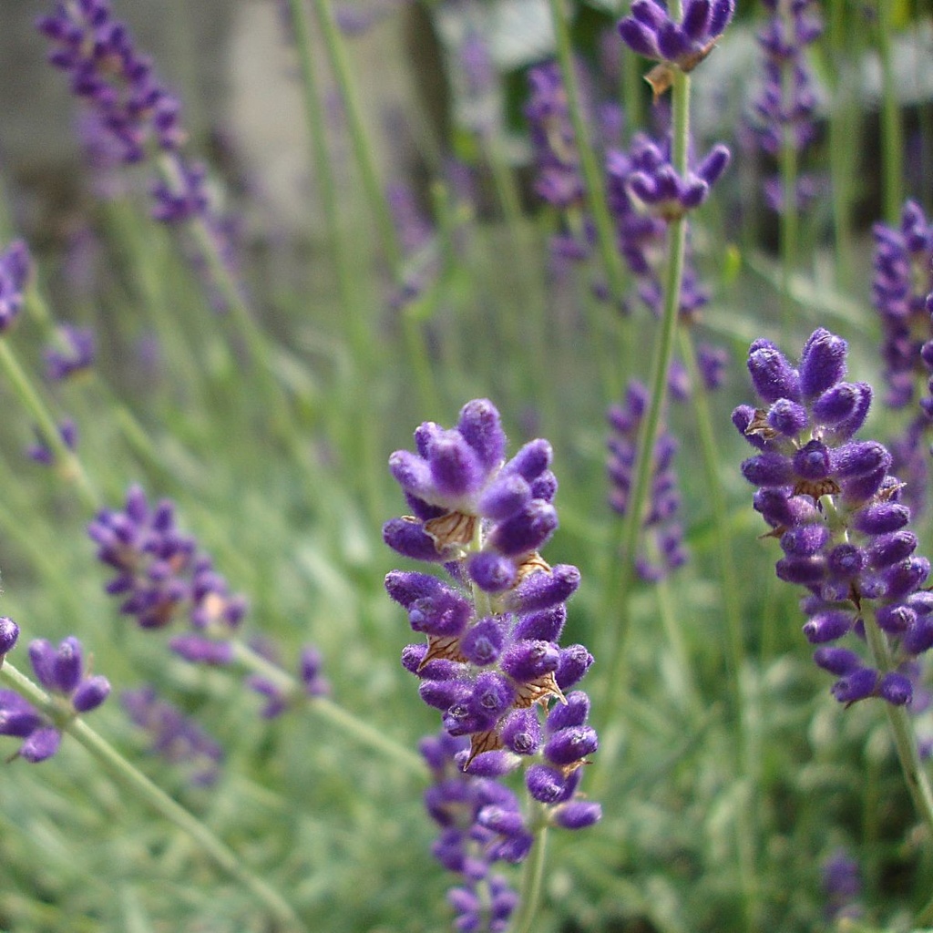 Ægte lavendel - Lavandula angustifolia Hidcote - BIO