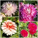 Mødre Opskrift Dahlia Mix Rød-Lyserød 4 ST - BIO
