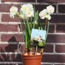 Narcissus Bridal Crown i Krukke - BIO