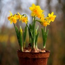 Narcis Tete-a-Tete op pot - BIO