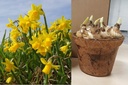 Potted Daffodil Tete-a-Tete - BIO