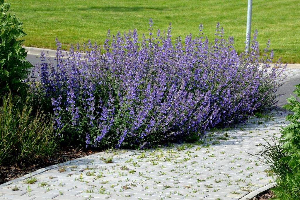 Nepeta Walkers Low - Blåkant - BIO
