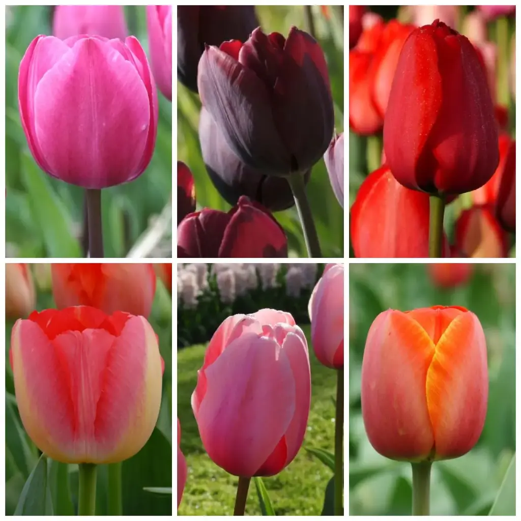 Samling Høje Tulpen - BIO