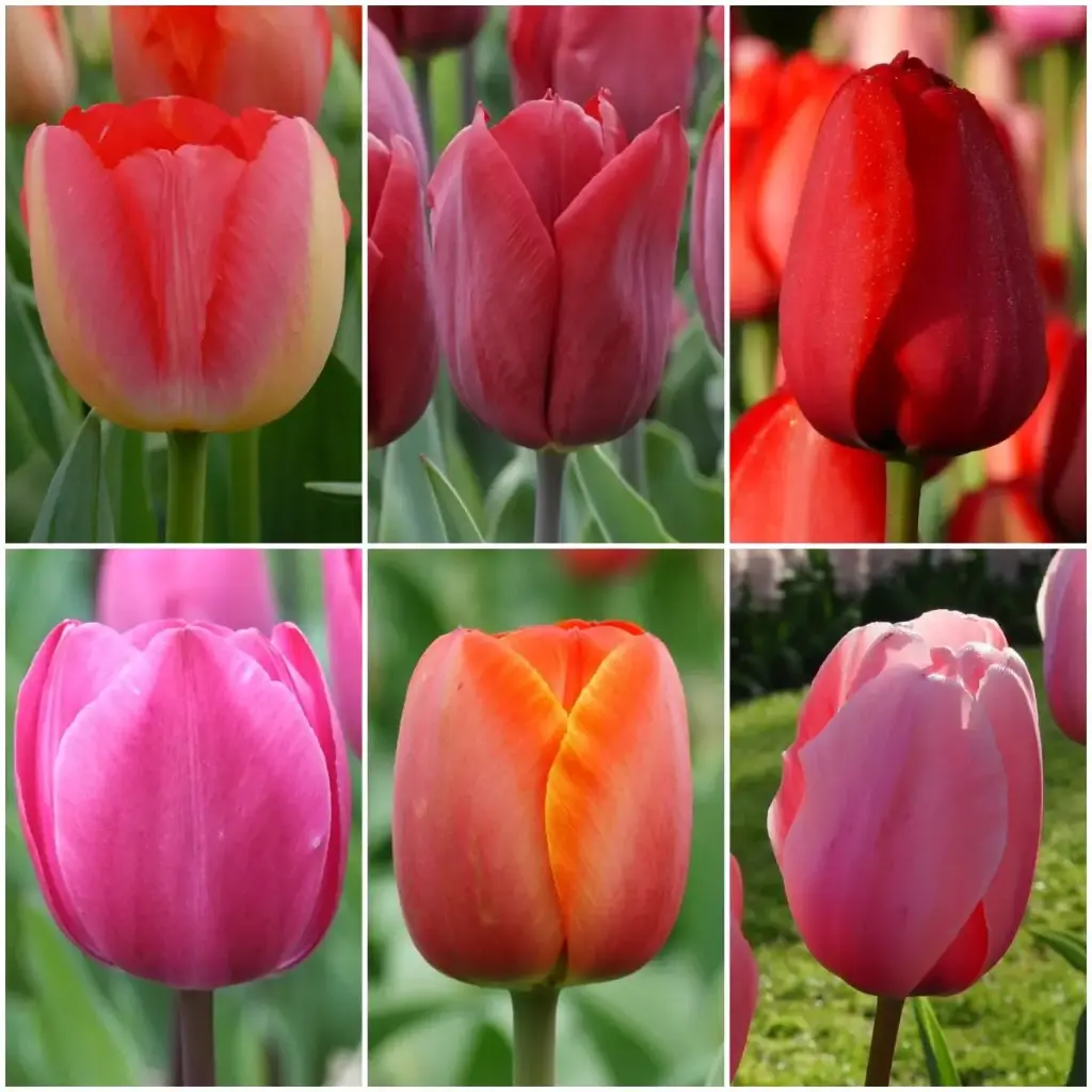 Samling Høje Tulpen - BIO