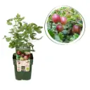 Rød Stikkelsbærbusk - BIO