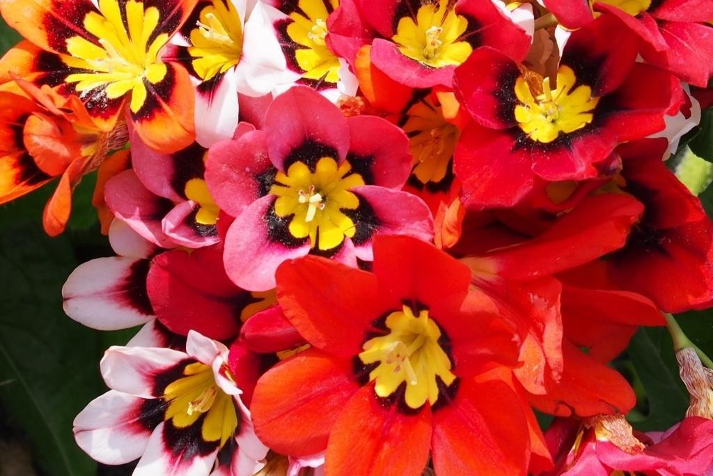 Sparaxis Tricolor - BIO