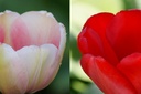 Tulipa Impression Mix