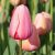 Forårsblomstrende løg / Tulipaner
