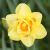 Forårsblomstrende løg / Påskeliljer