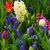 Forårsblomstrende løg / Samlinger blomstrer om foråret